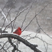 20th Feb 2020 - Cardinal on a Snow Day