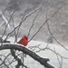 Cardinal on a Snow Day by calm