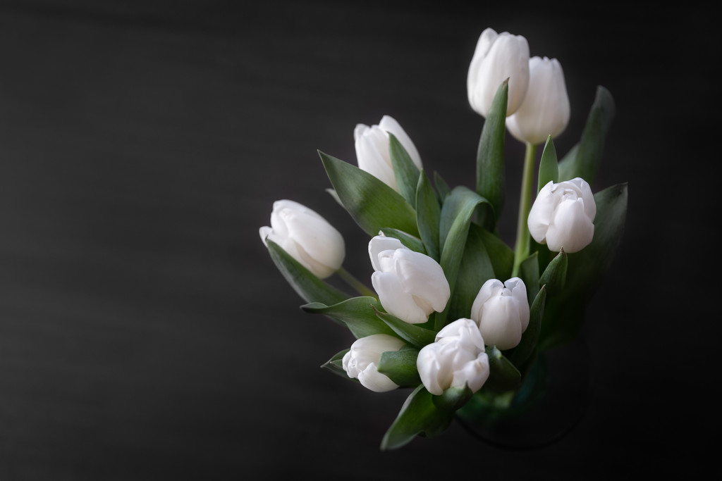 Tulips Again by tina_mac