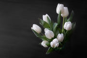 20th Feb 2020 - Tulips Again