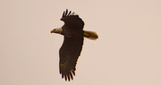 20th Feb 2020 - Eagle Fly-over!