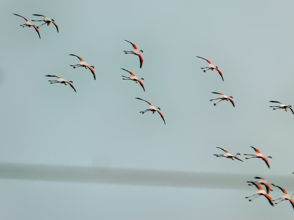 A flock of Flamingos by ludwigsdiana