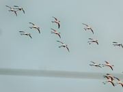 21st Feb 2020 - A flock of Flamingos