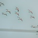 A flock of Flamingos by ludwigsdiana