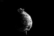 21st Feb 2020 - Willow Pine Cone Gall
