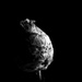 Willow Pine Cone Gall by novab