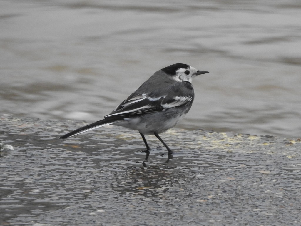 Pied Wagtail by oldjosh