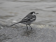 19th Feb 2020 - Pied Wagtail