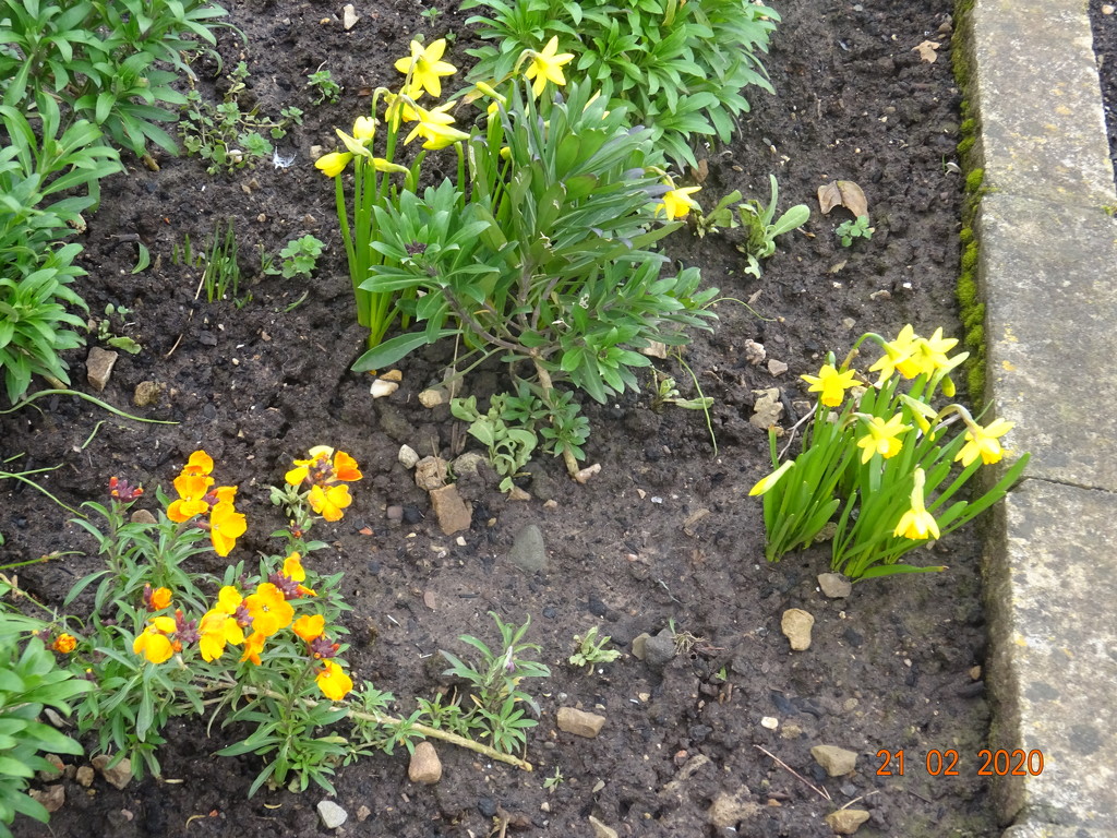 daffodils with wallflowers by arthurclark