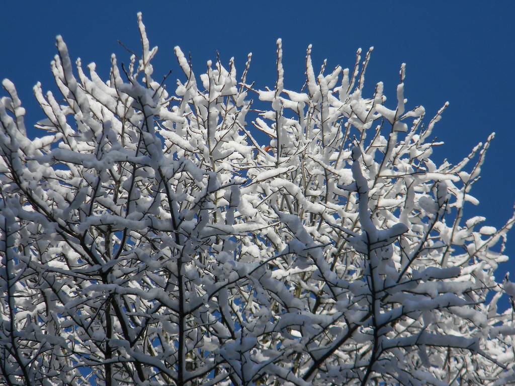 Snow on Trees by sfeldphotos