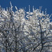 Snow on Trees by sfeldphotos