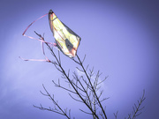 21st Feb 2020 - Kite eating tree