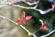 21st Feb 2020 - Cherry Leaves