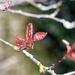 Cherry Leaves by mattjcuk