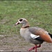Egyptian goose by rosiekind