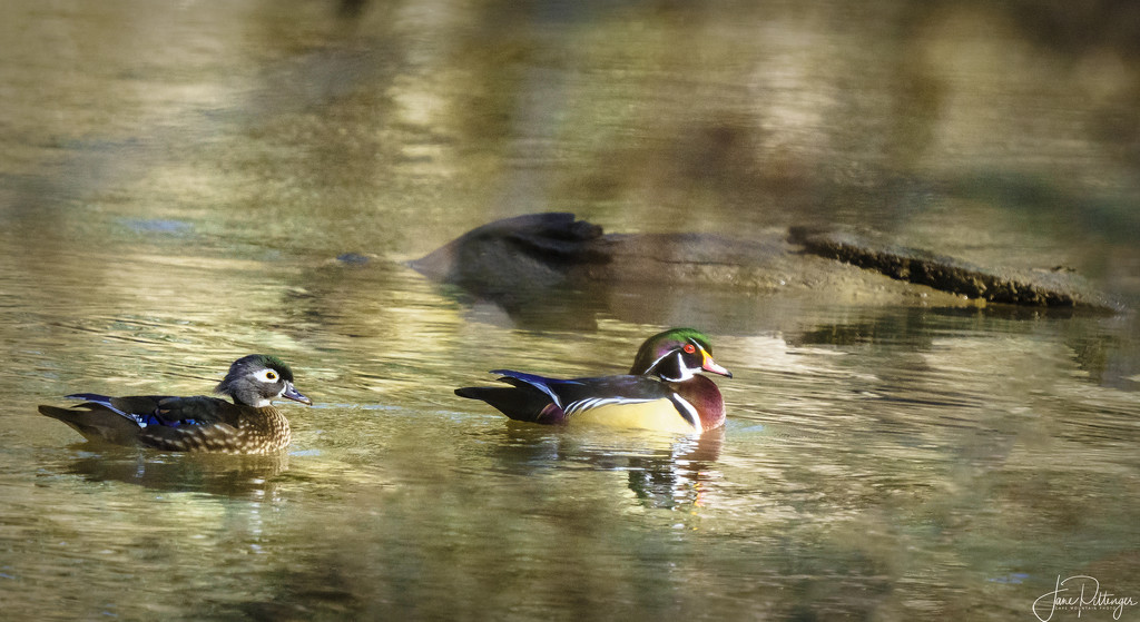 Wood Duck Pair Swimming Amongst the Branches by jgpittenger