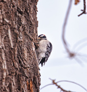 18th Feb 2020 - downey woodpecker