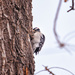 downey woodpecker by aecasey
