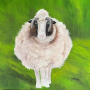 21st Feb 2020 - Cream, a sheep from Doolin, Ireland