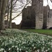 Snowdrops & a castle  by mollw