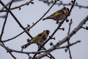 21st Feb 2020 - Goldfinches