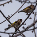 Goldfinches by stevejacob