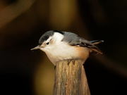 21st Feb 2020 - white-breasted nuthatch 