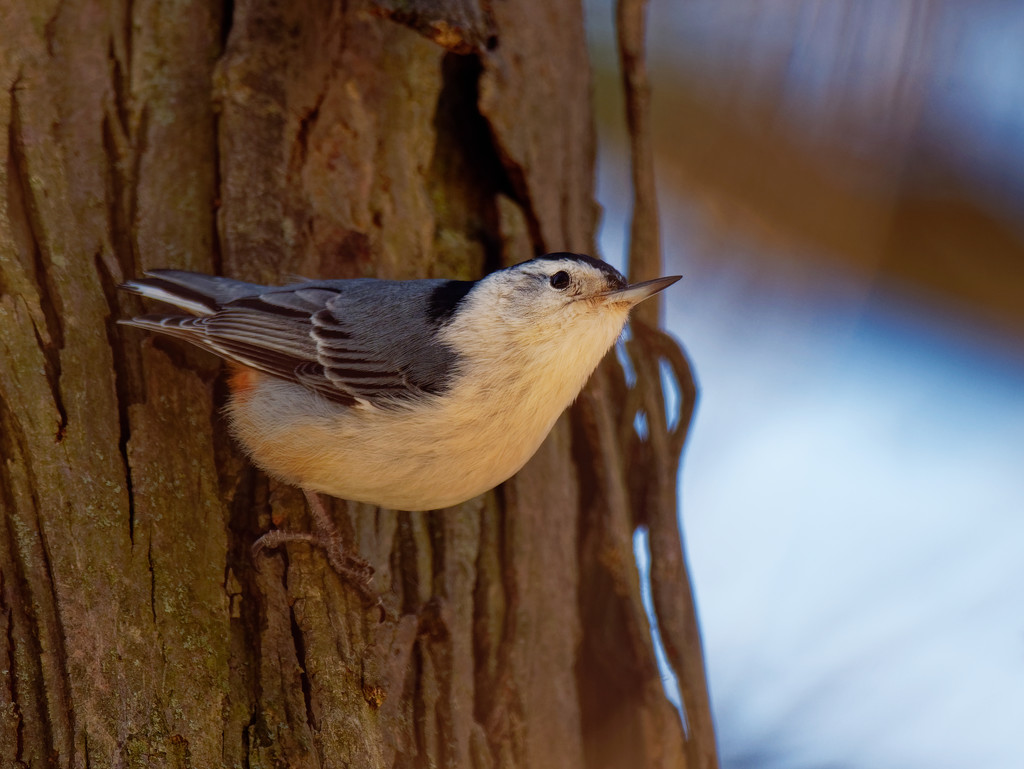 white-breasted nuthatch on a tree by rminer