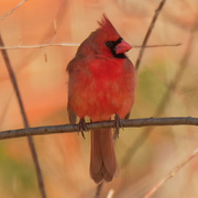 21st Feb 2020 - northern cardinal