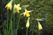 21st Feb 2020 - Daffodils