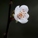 Blossom by gaf005