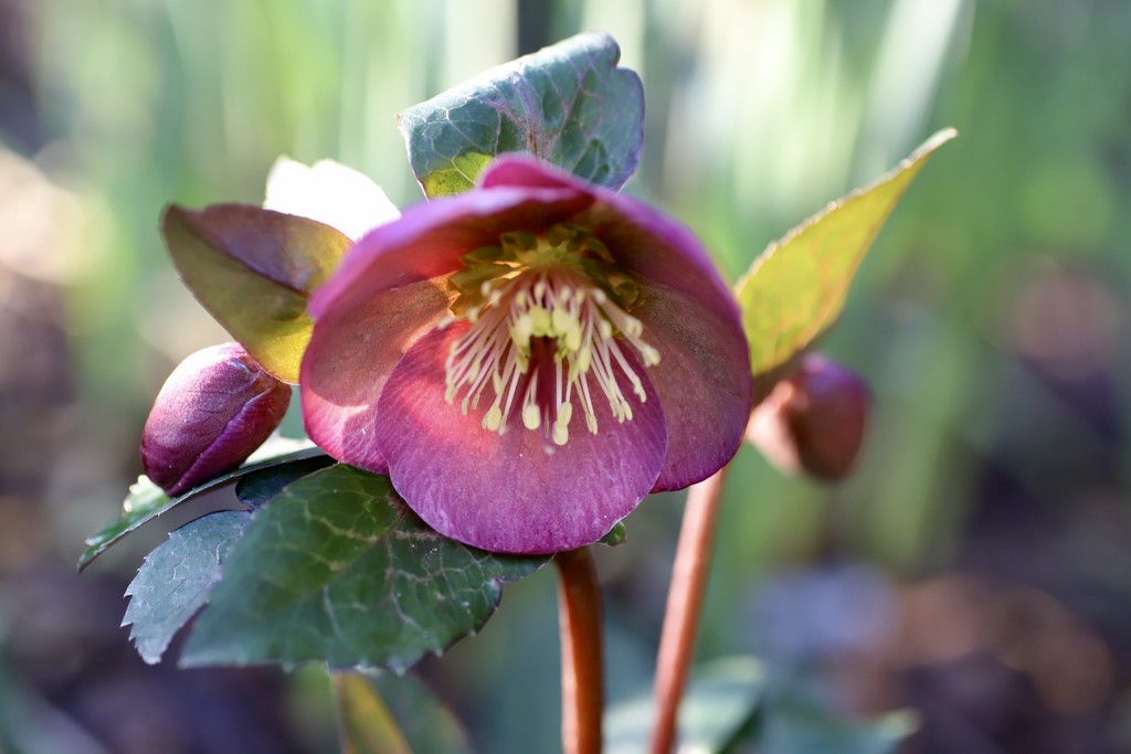 Another Hellebore  by carole_sandford