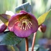 Another Hellebore  by carole_sandford