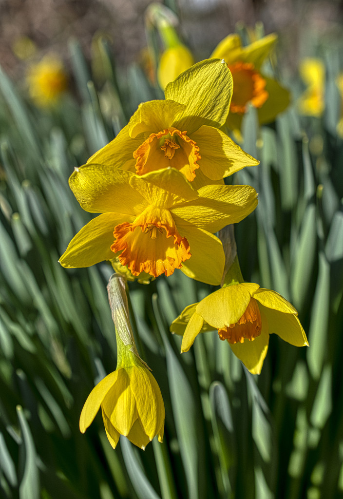 Daffodils by k9photo
