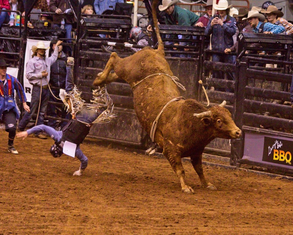 LHG_0885-Bull  says get OFF Cowboy  by rontu