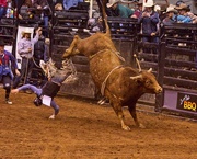19th Feb 2020 - LHG_0885-Bull  says get OFF Cowboy 