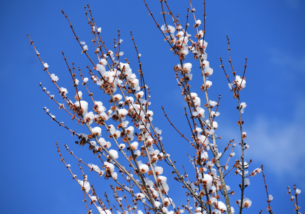 Nature's snowballs by homeschoolmom