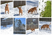 22nd Feb 2020 - Snow dog