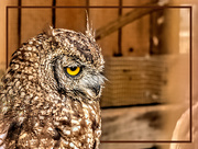 22nd Feb 2020 - Spotted Eagle Owl 