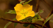 21st Feb 2020 - Yellow Flower!