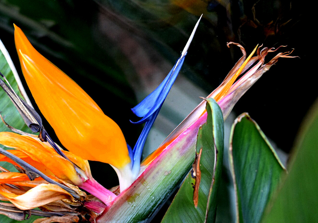 Bird of Paradise  by sandlily