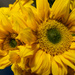 Sunny flowers from a friend. by theredcamera