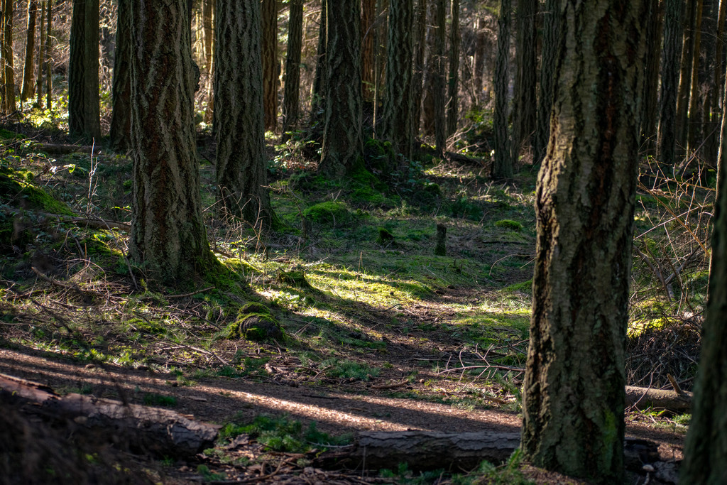 Forest floor with sun streaks by theredcamera