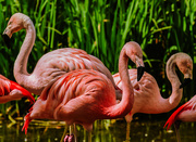21st Feb 2020 - Flamingo Friday '20 07
