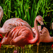 Flamingo Friday '20 07 by stray_shooter