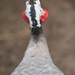 February Series - A month of Guinea Fowl (22) by kgolab