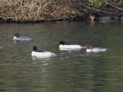 20th Feb 2020 - Goosander