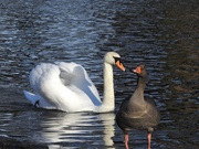 20th Feb 2020 - The Swan and the Goose