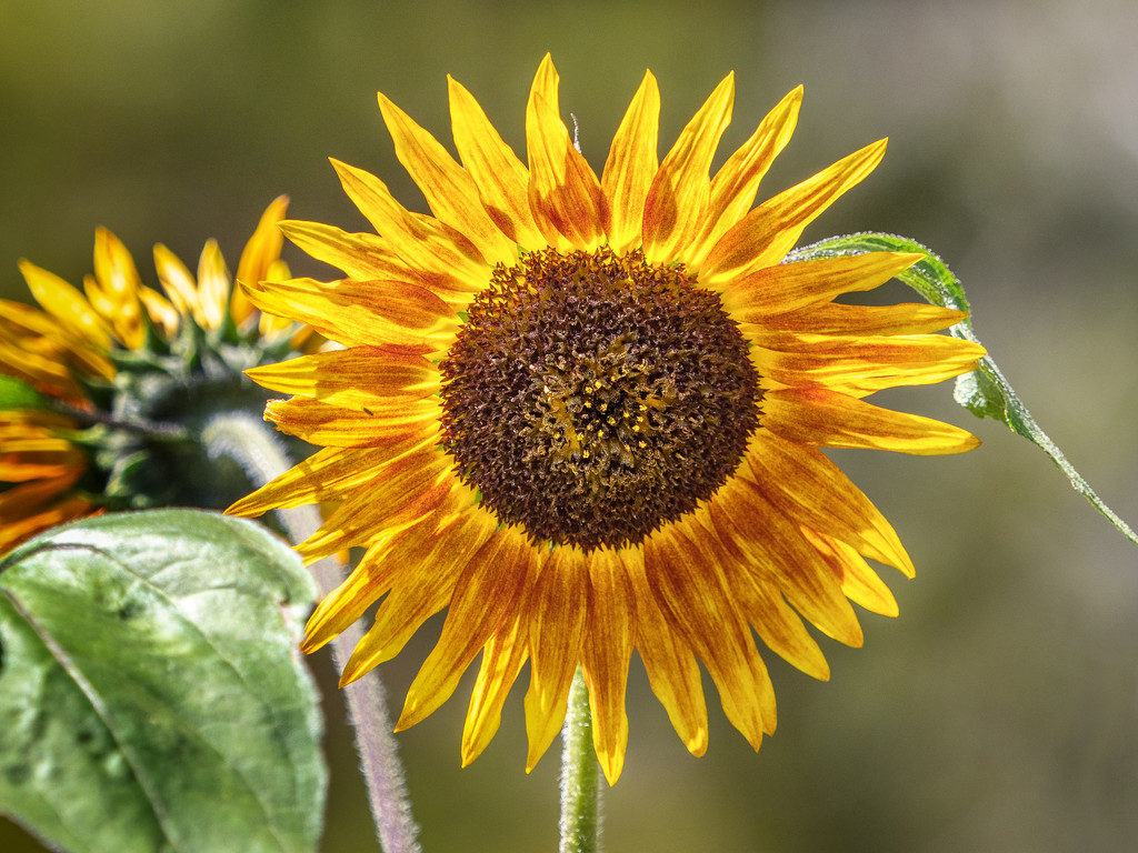 Sunflower by gosia