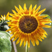 Sunflower by gosia